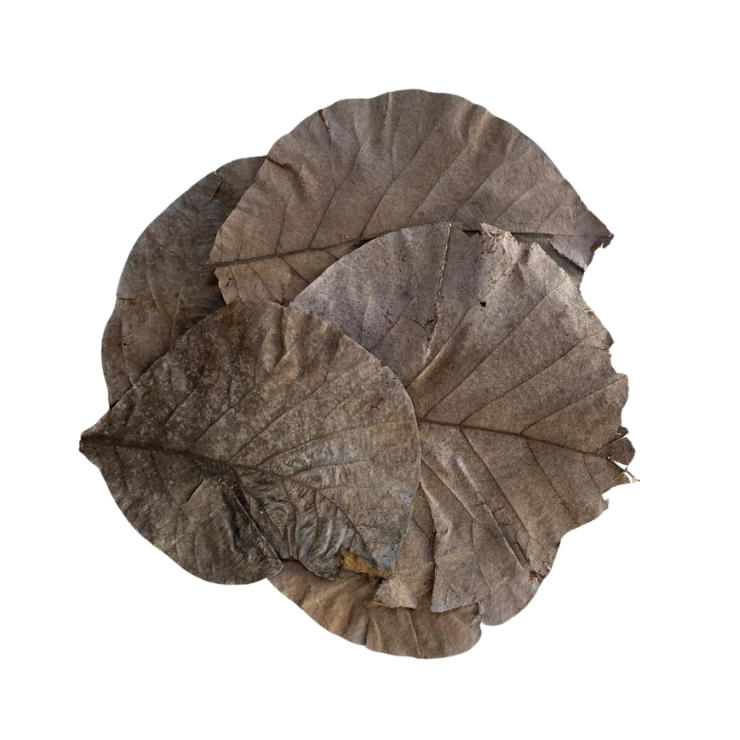 Teak tree leaf