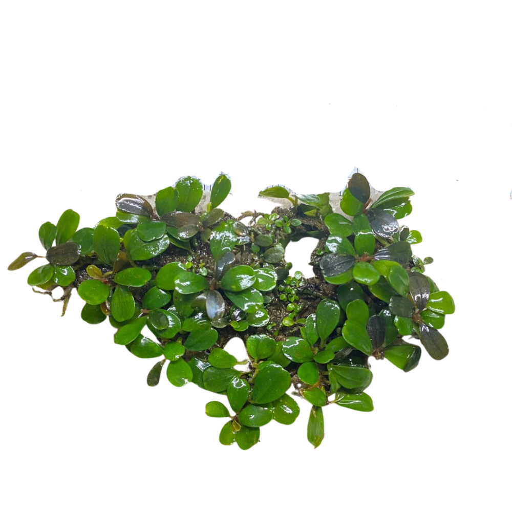 Bucephalandra Mini Coin