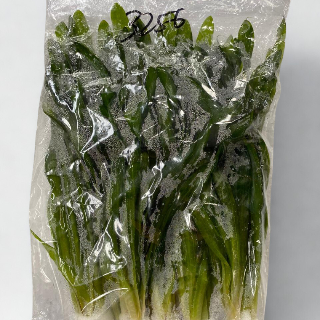 Vallisneria asiatica