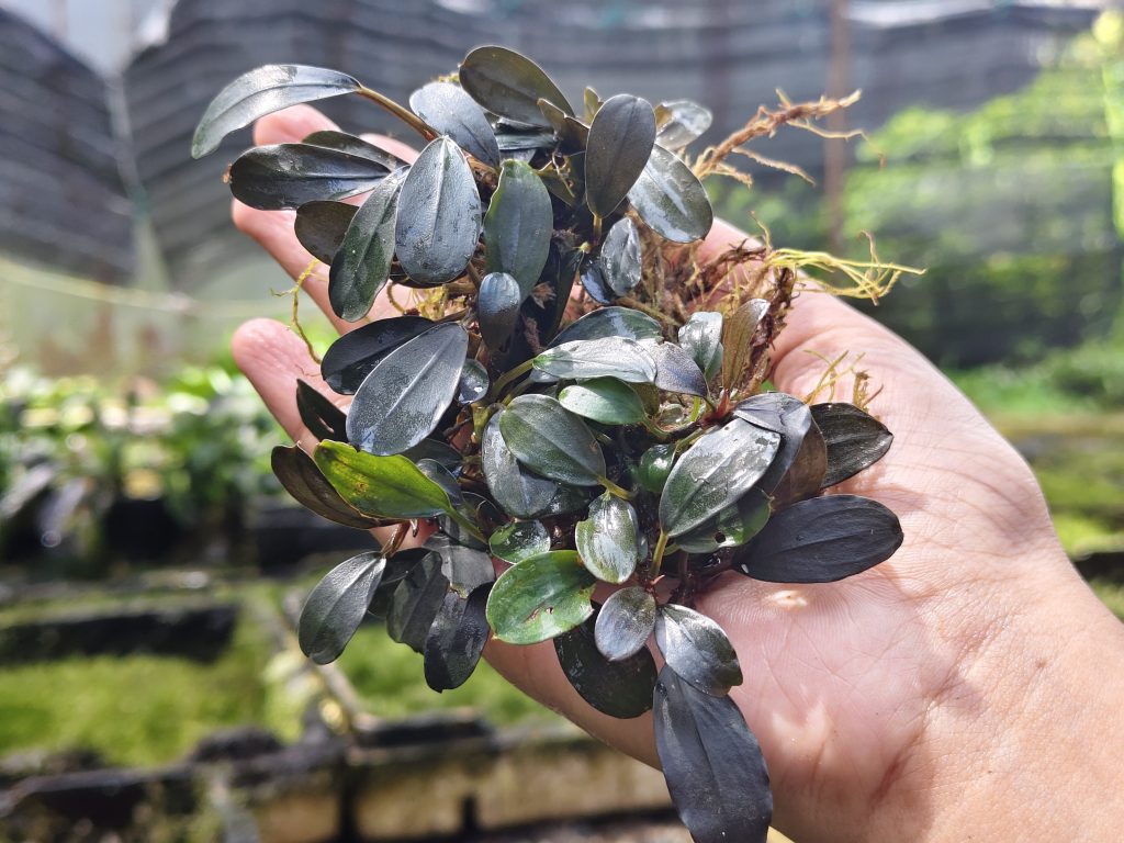 Rare Borneo aquatic plants