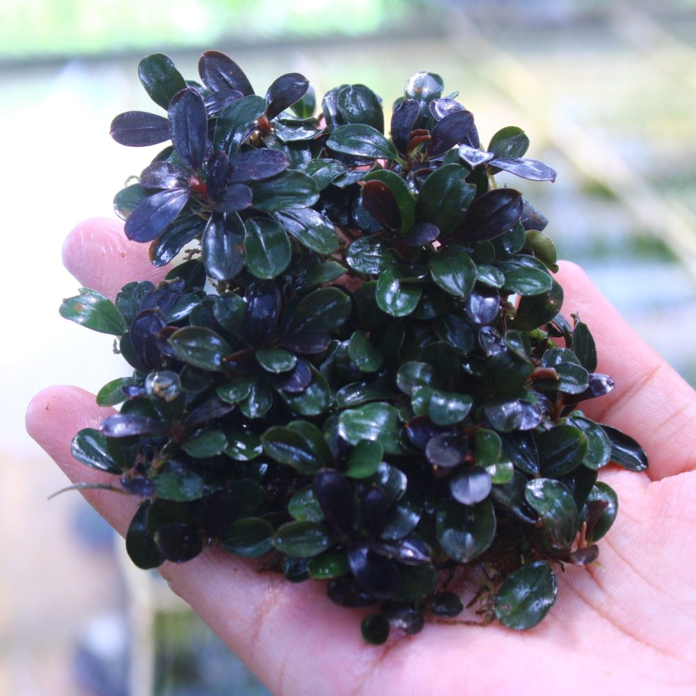 Bucephalandra Brownie Dark Leaf