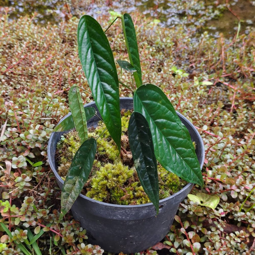Macaranga Sp.