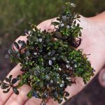 Bucephalandra Black Cherry