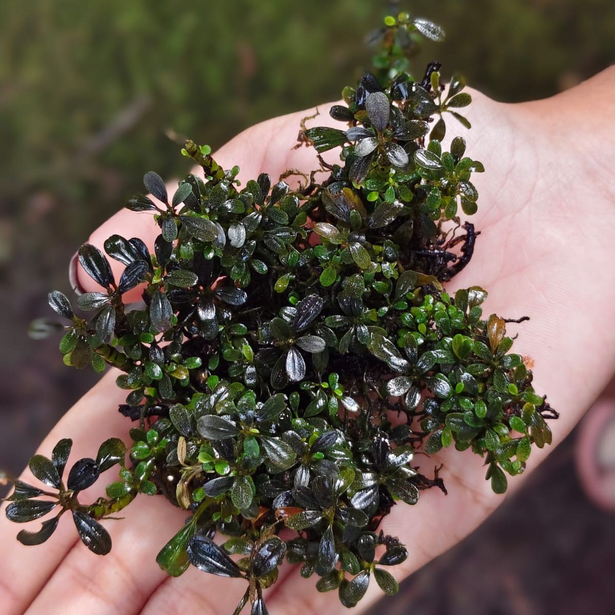 Bucephalandra Black Cherry