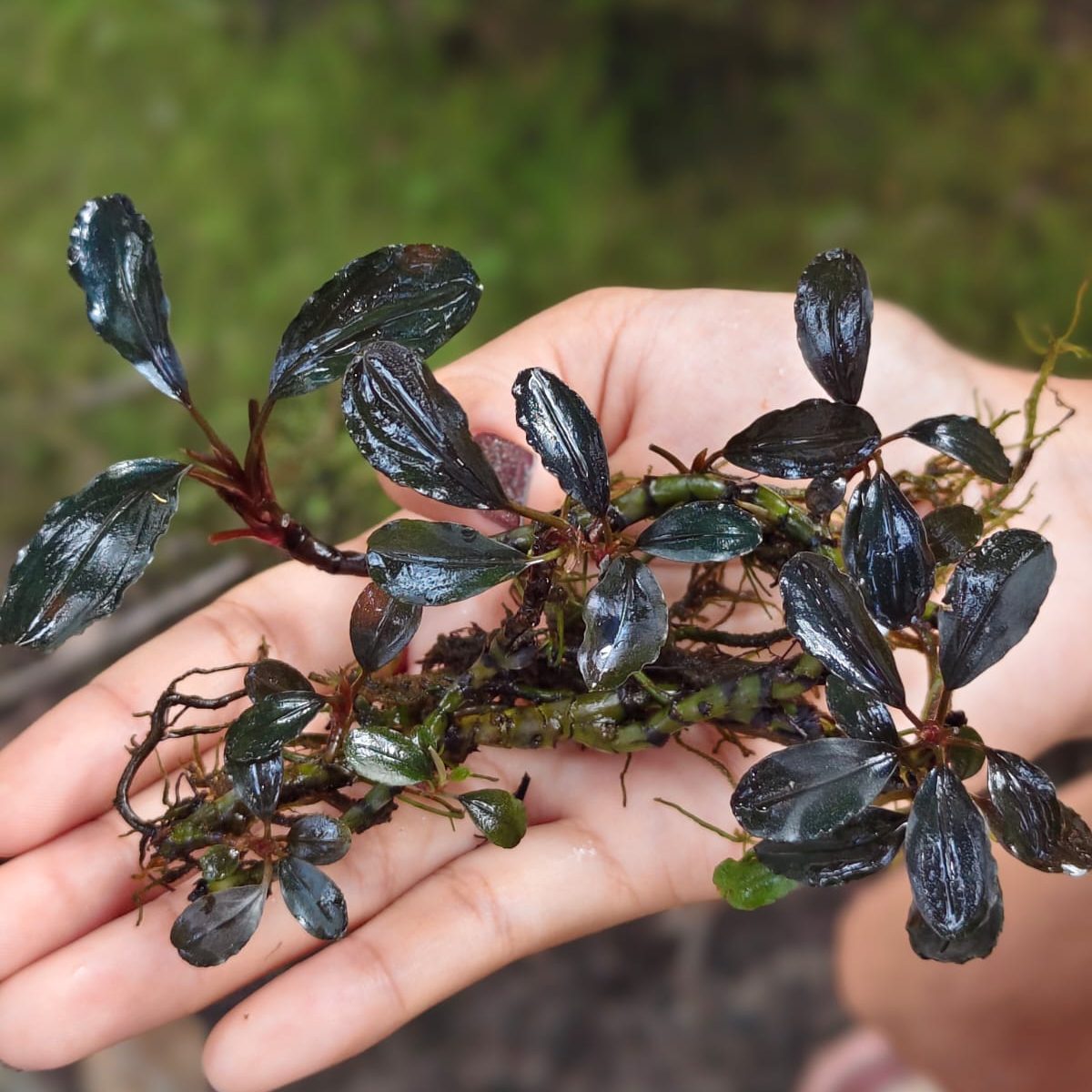 Bucephalandra Kedagang