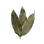 Cinnamon Leaves