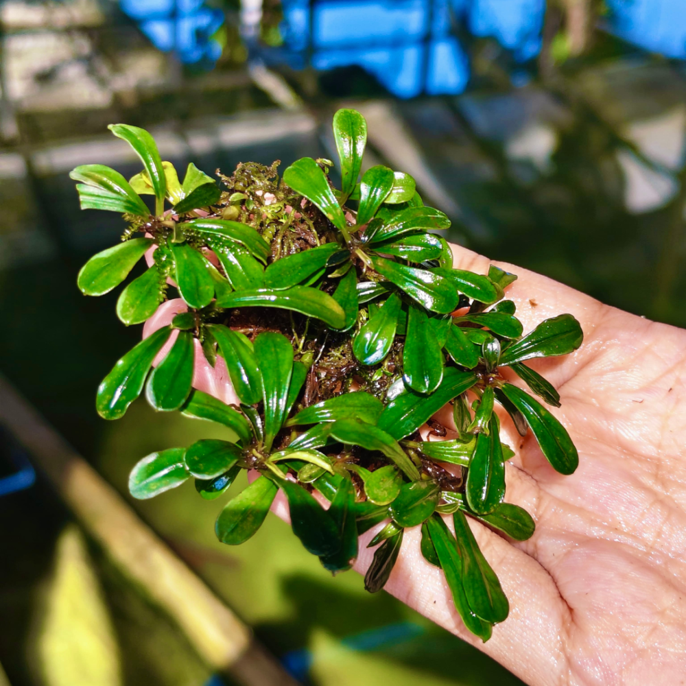 Bucephalandra Kapit