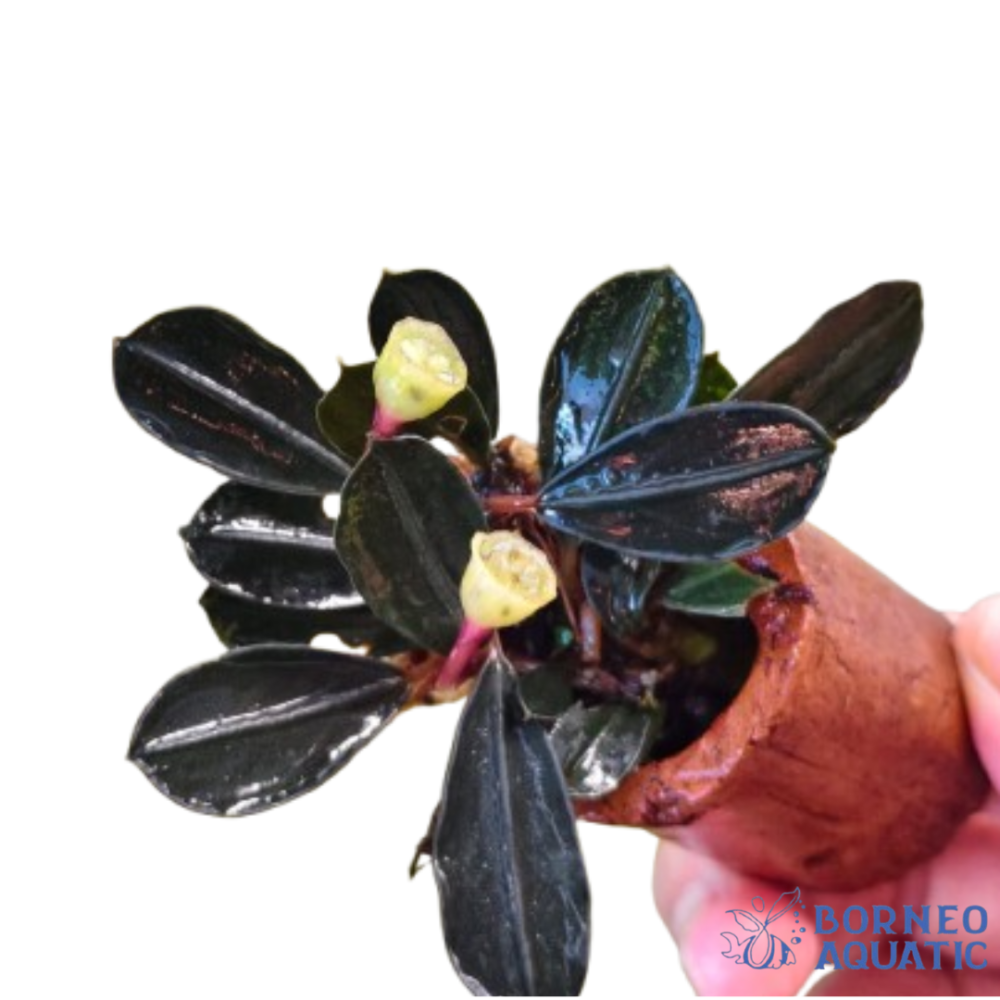 Bucephalandra Pandora