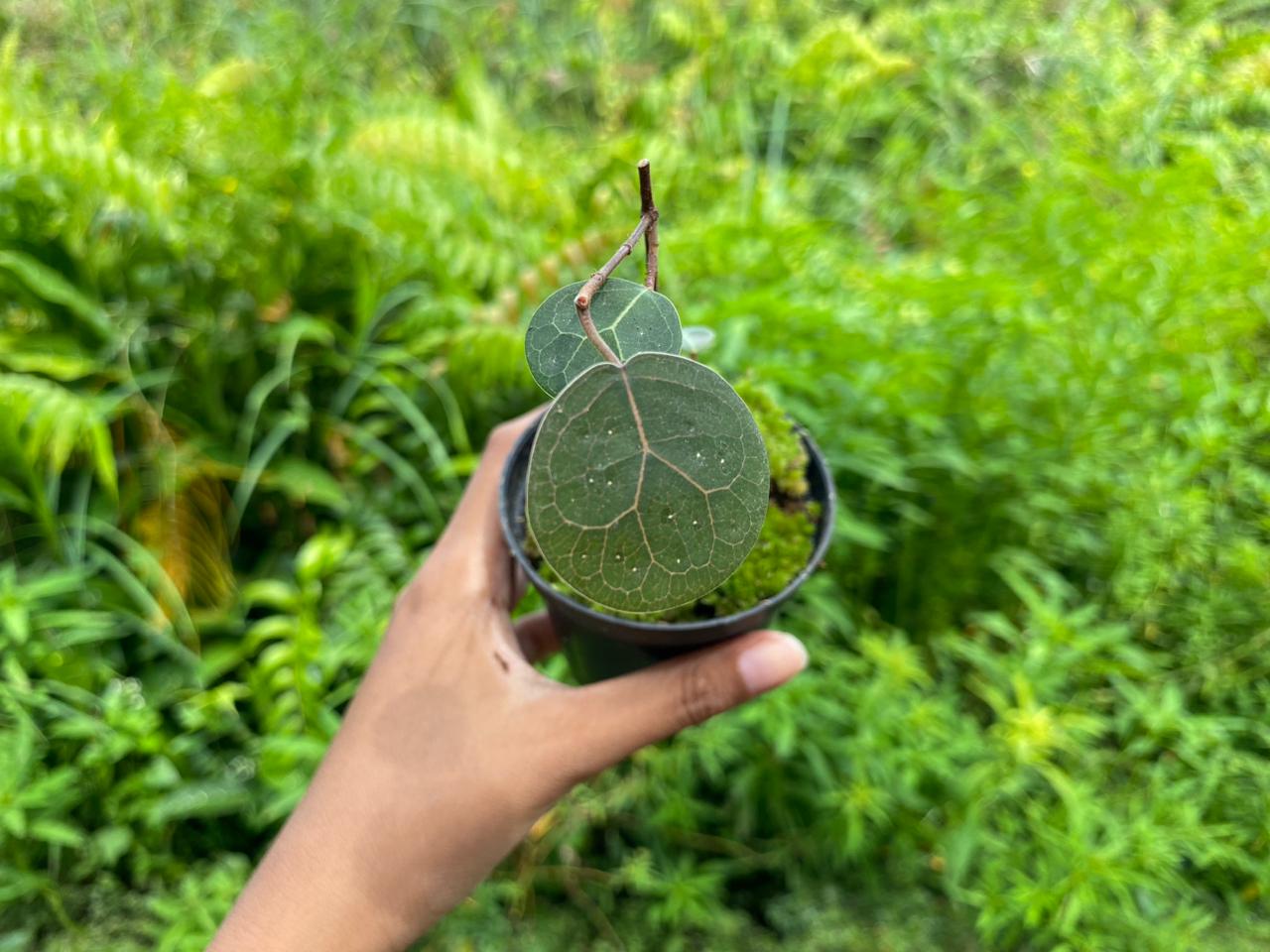 Ficus deltodia