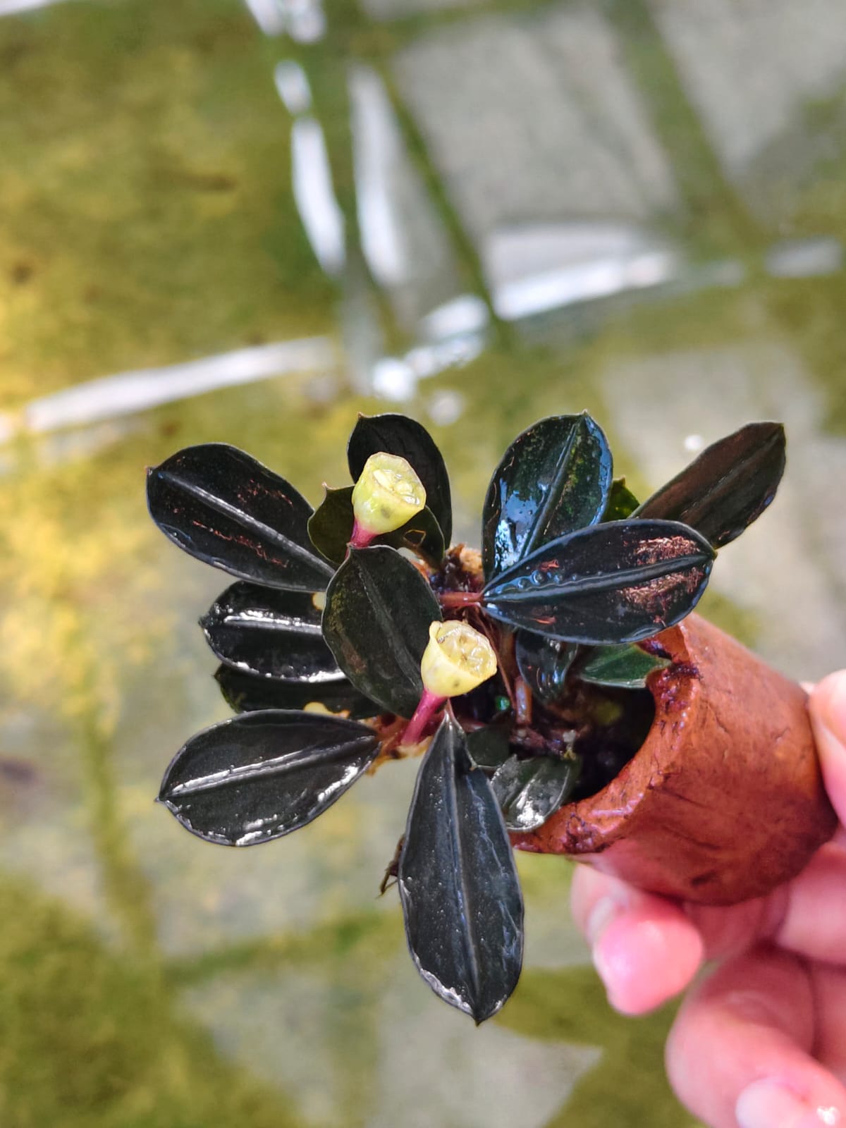 Bucephalandra Pandora