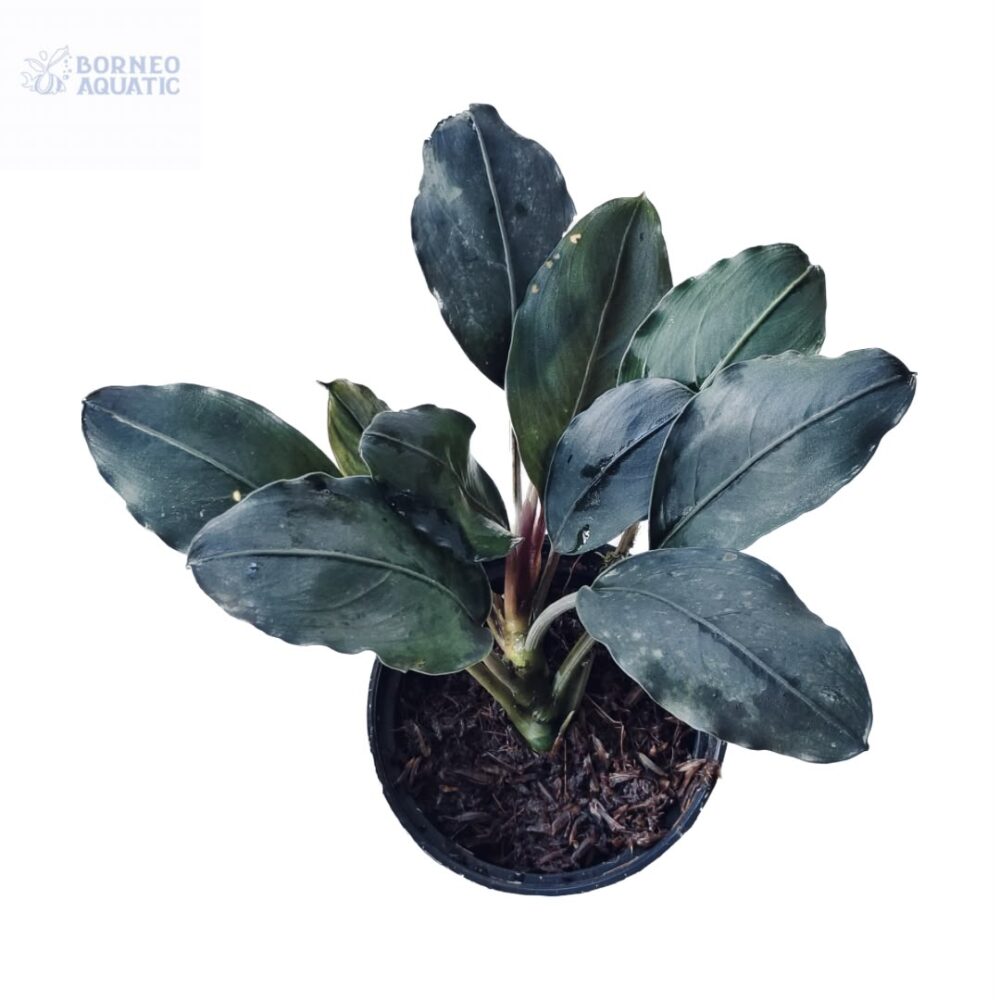 Bucephalandra Gigantea