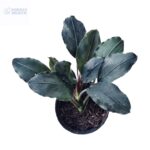 Bucephalandra Gigantea