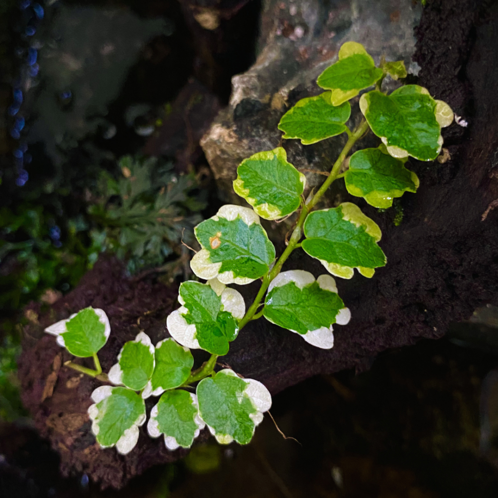 New arrivel ficus pumila variegated