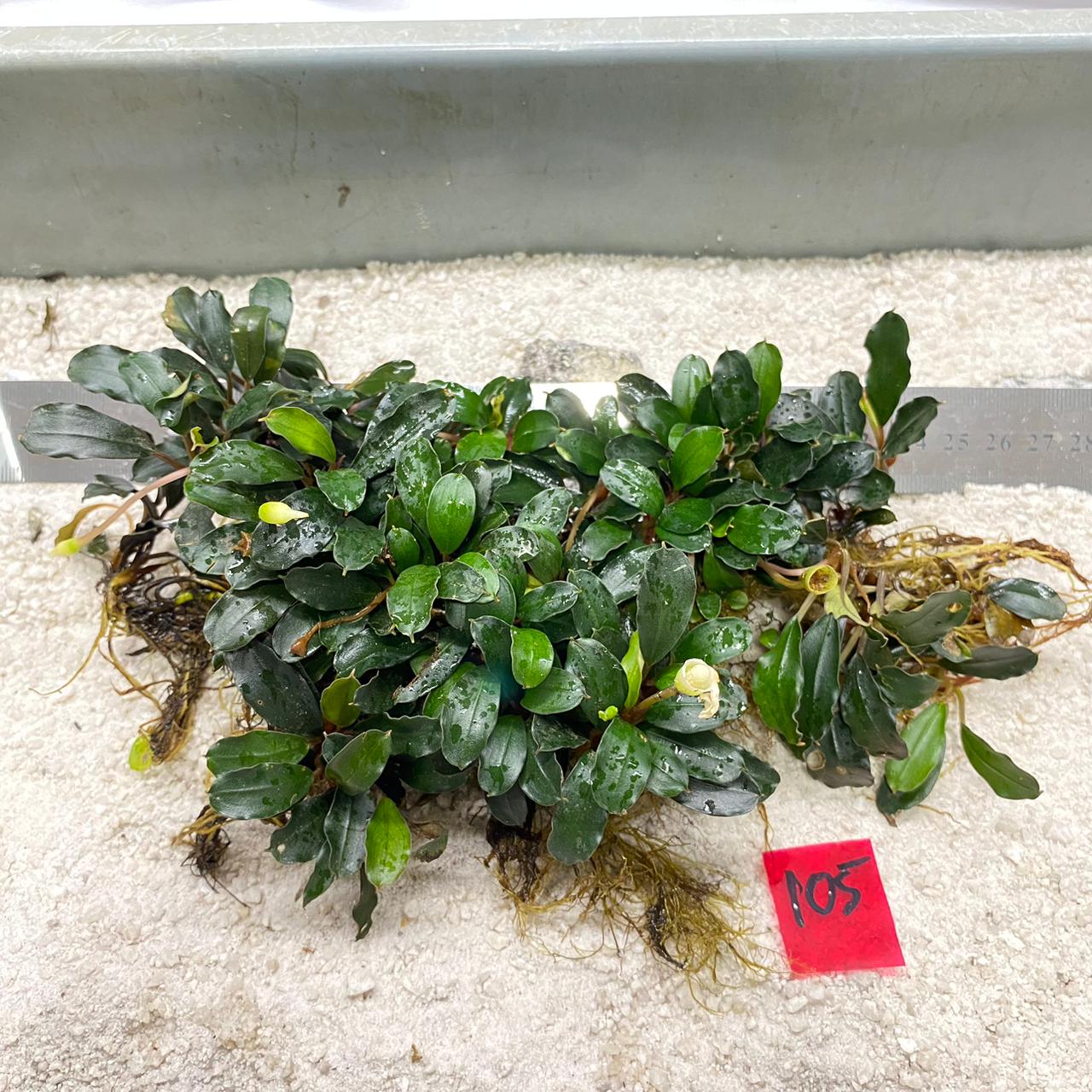 Green Wavy 105