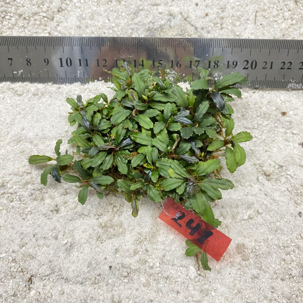 Green Wavy 241