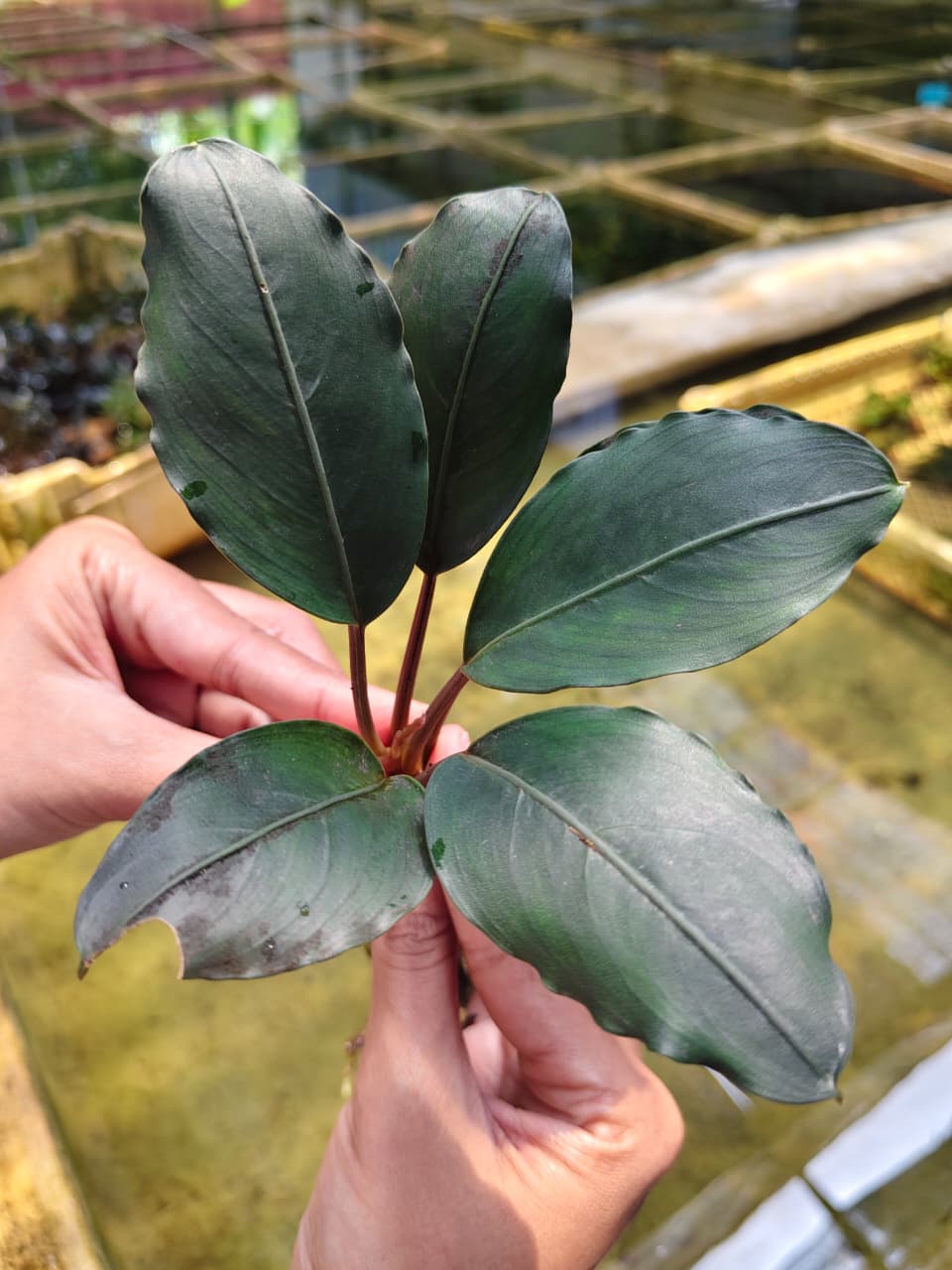 Bucephalandra Gigantea