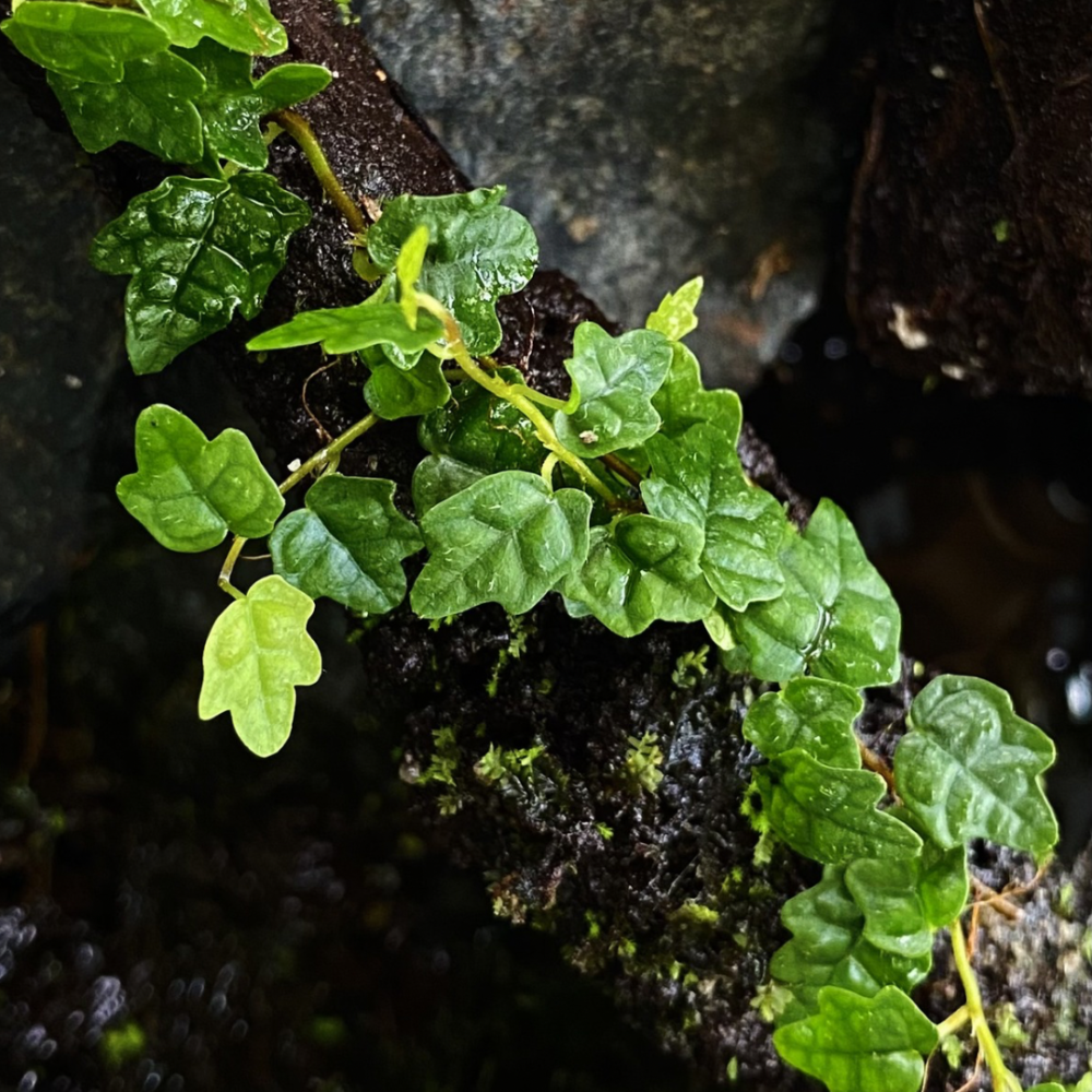 ficus pumila quercifolia