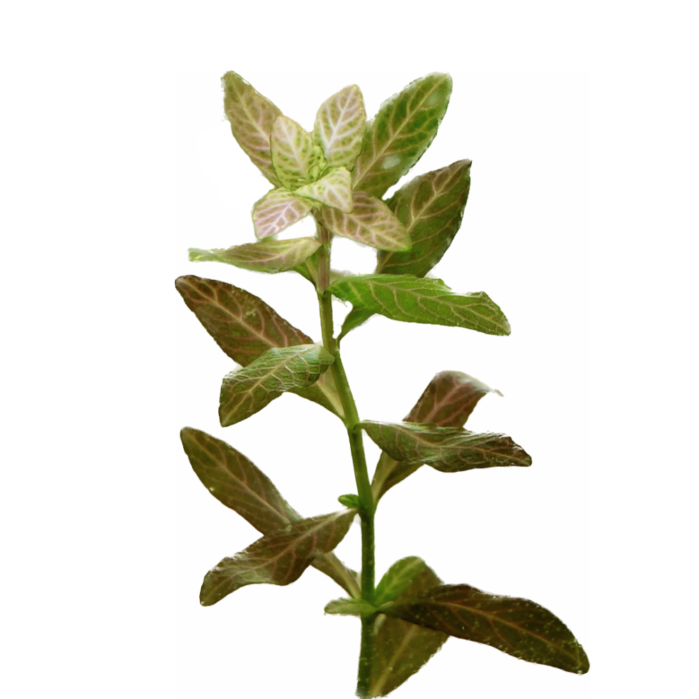 Hygrophila Polysperma