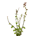 Rotala Macrandra