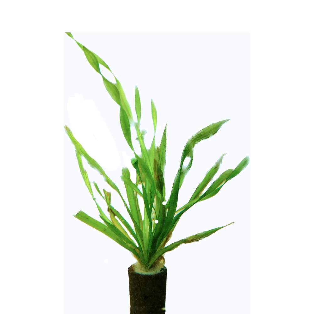 Vallisneria asiatica