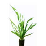 Vallisneria asiatica