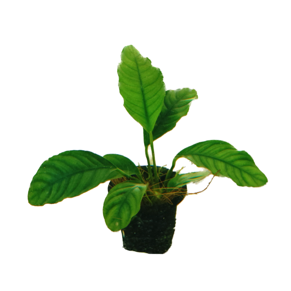 Anubias Coffeefolia