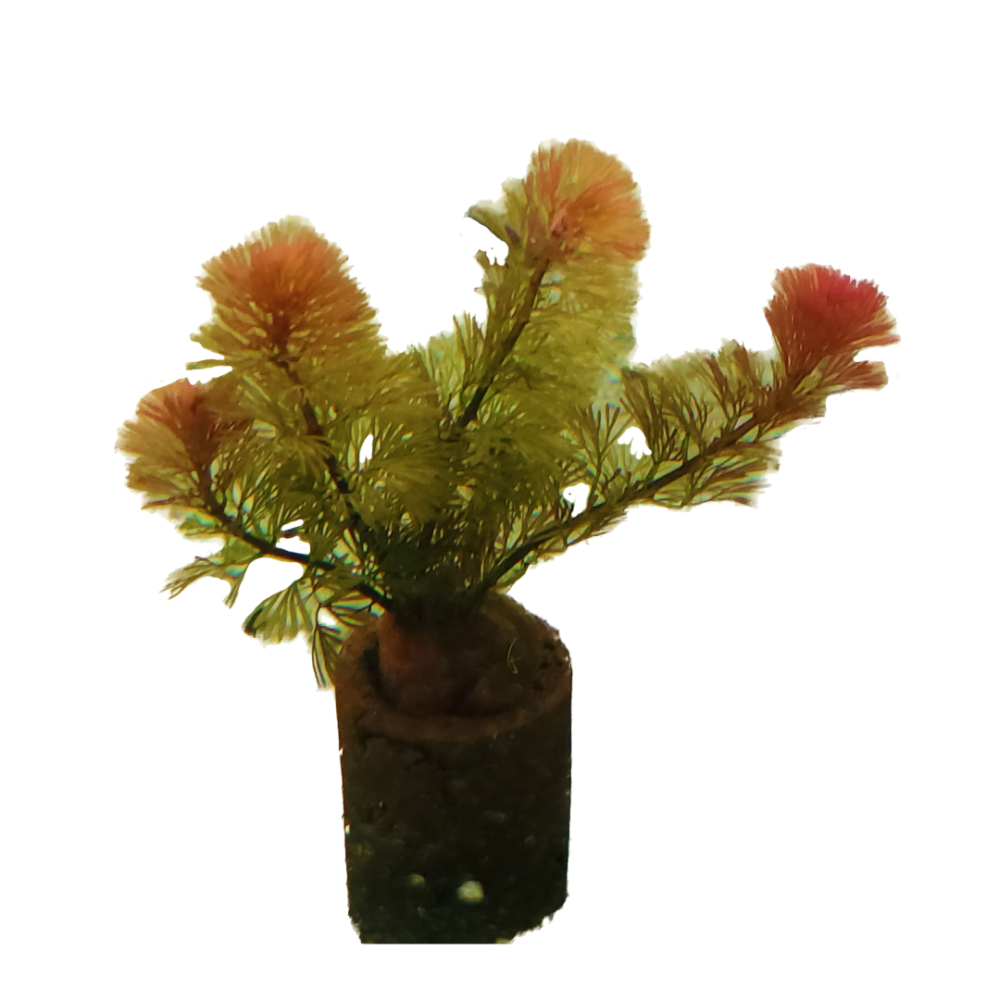 Red Cabomba