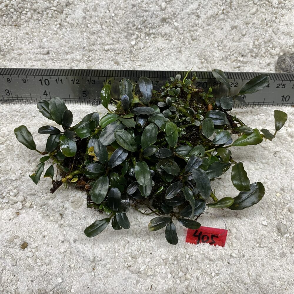 Green Wavy 405