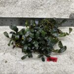 Green Wavy 405