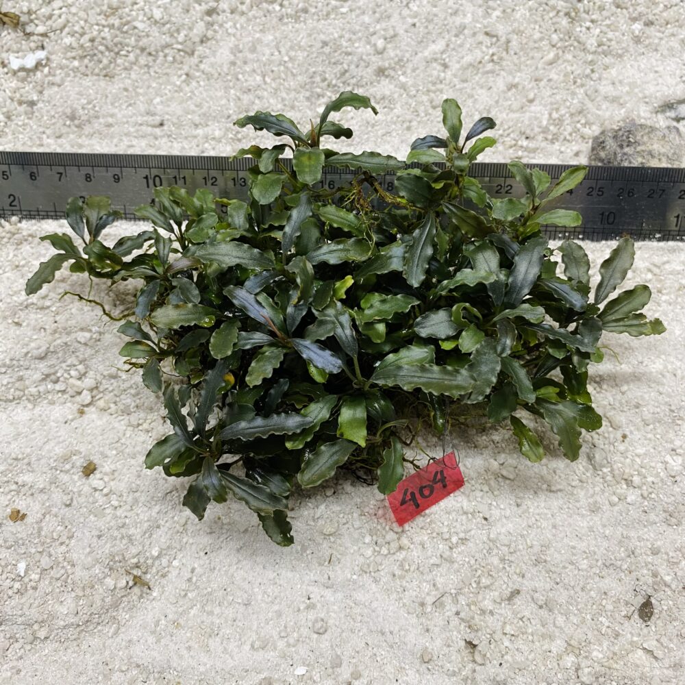 Lamandau mini 404