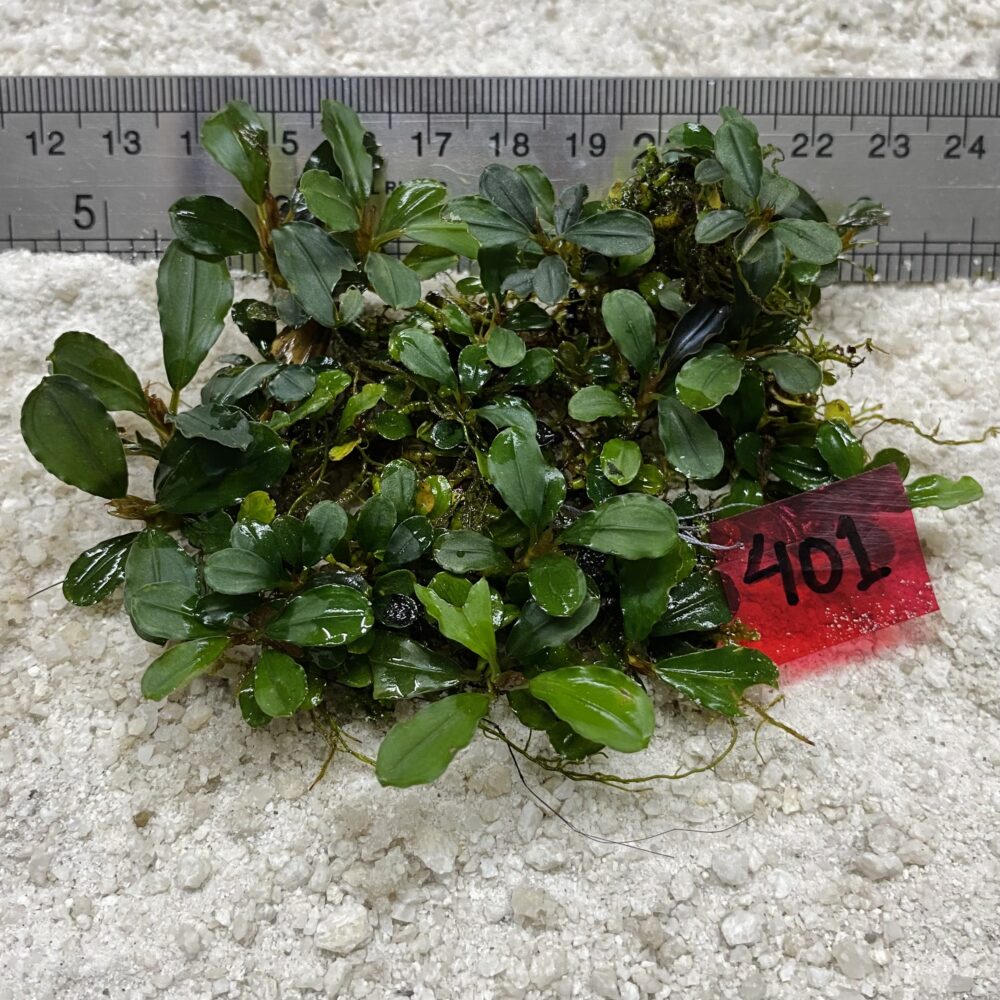 Brownie Jade 401