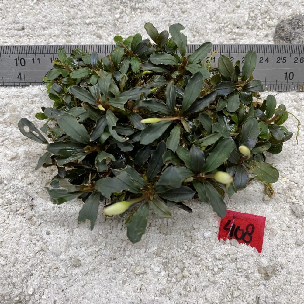 Brownie Jade 408