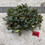 Brownie Jade 408