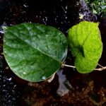 Ficus Sp Papua