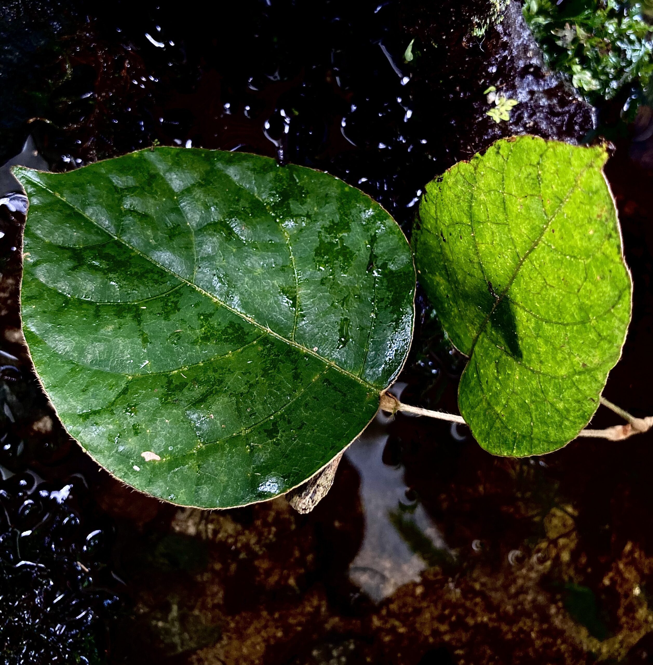 Ficus Sp Papua