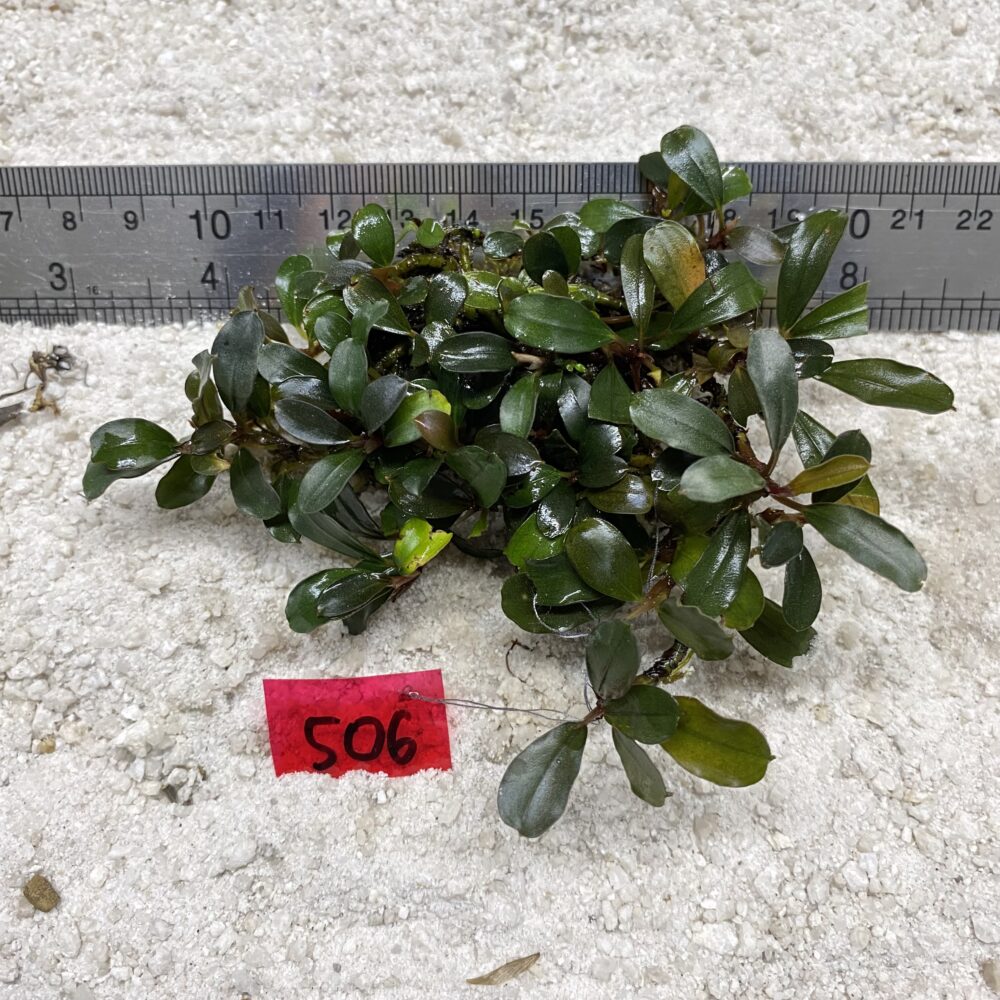Green Venus 506