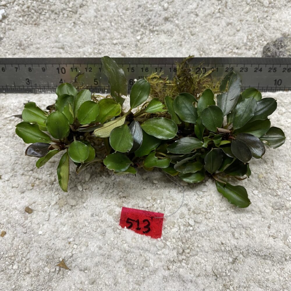 Lamandau Green 513