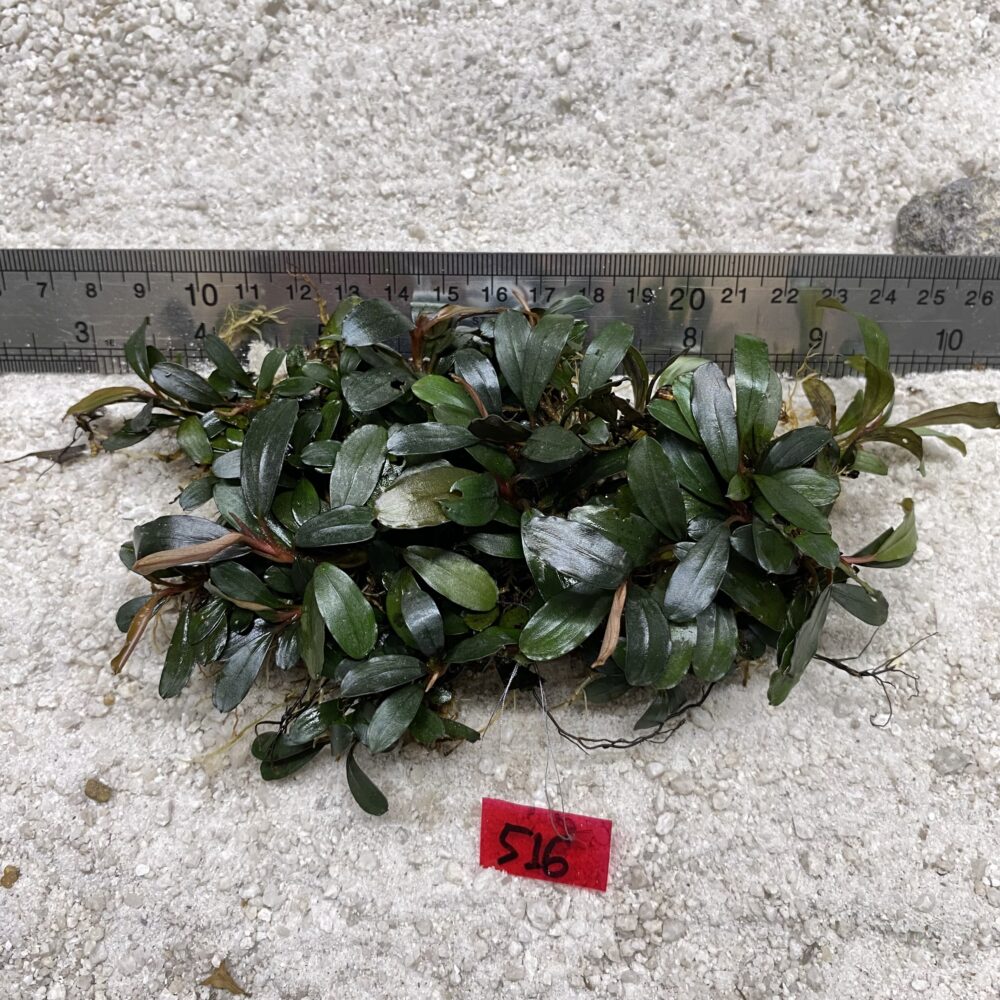 Wavy green 516