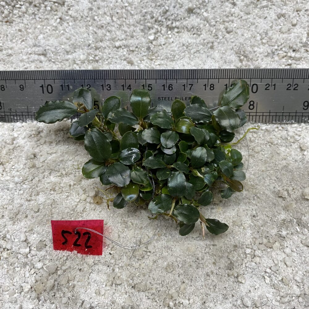 Dark Green 522