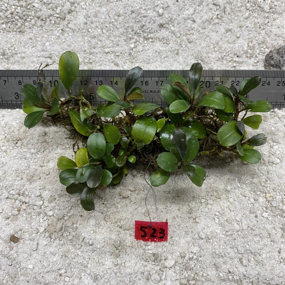 Apple Leaf 523