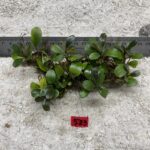 Apple Leaf 523