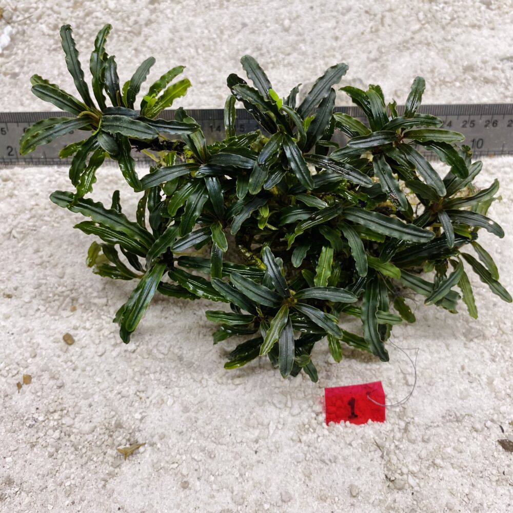 Biblis 01