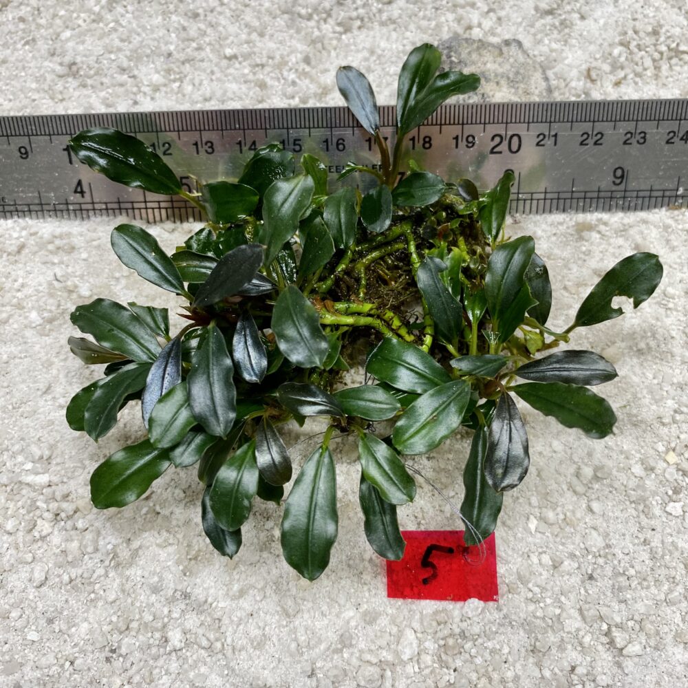 Green Wavy 5