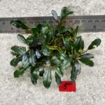 Green Wavy 5
