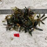 Belindae 6