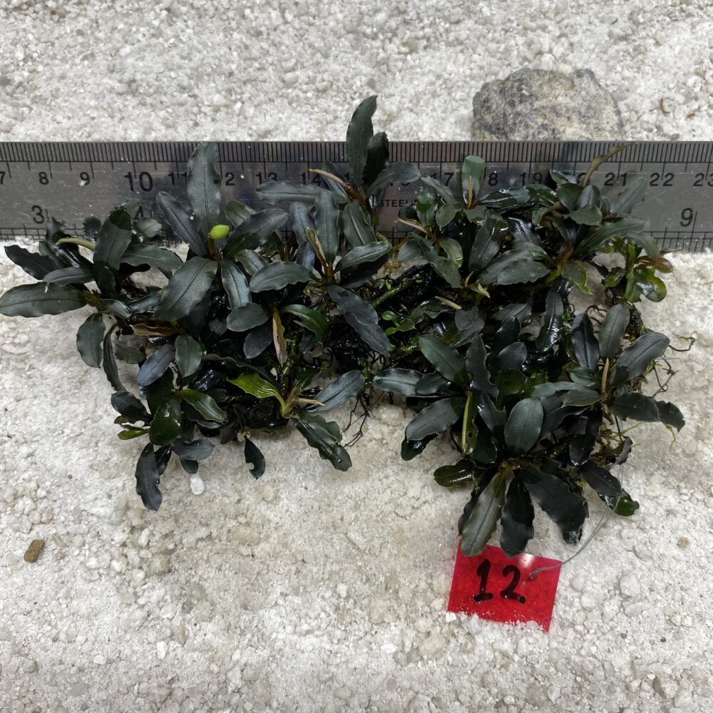 Dark Green 12