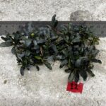 Dark Green 12