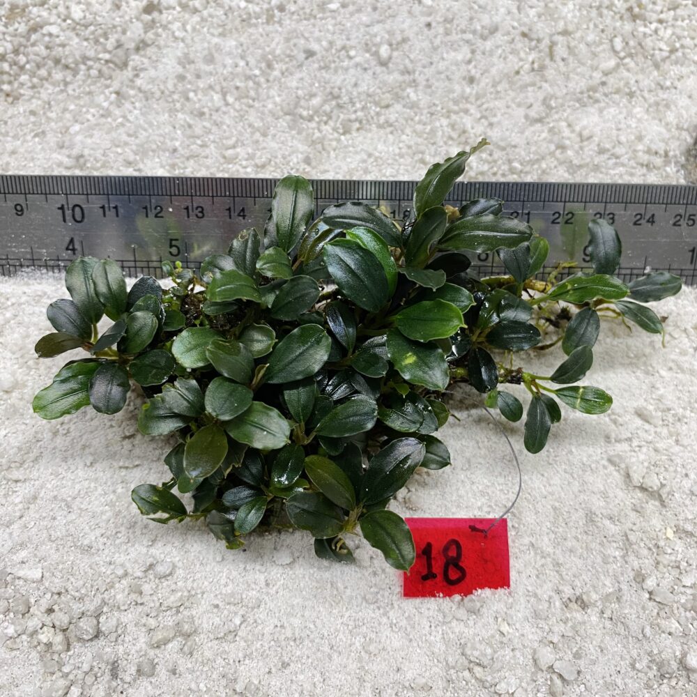 Apple Leaf Jade 18