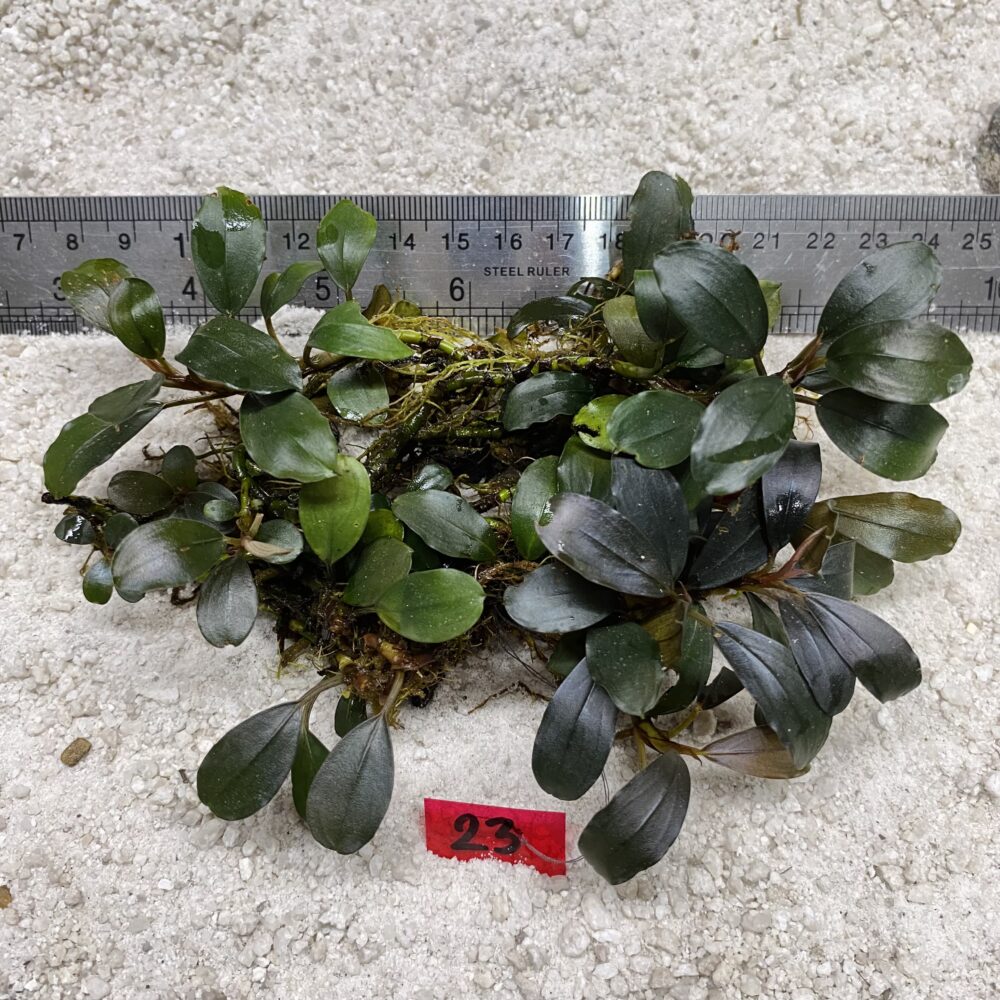 Brownie Venus 23