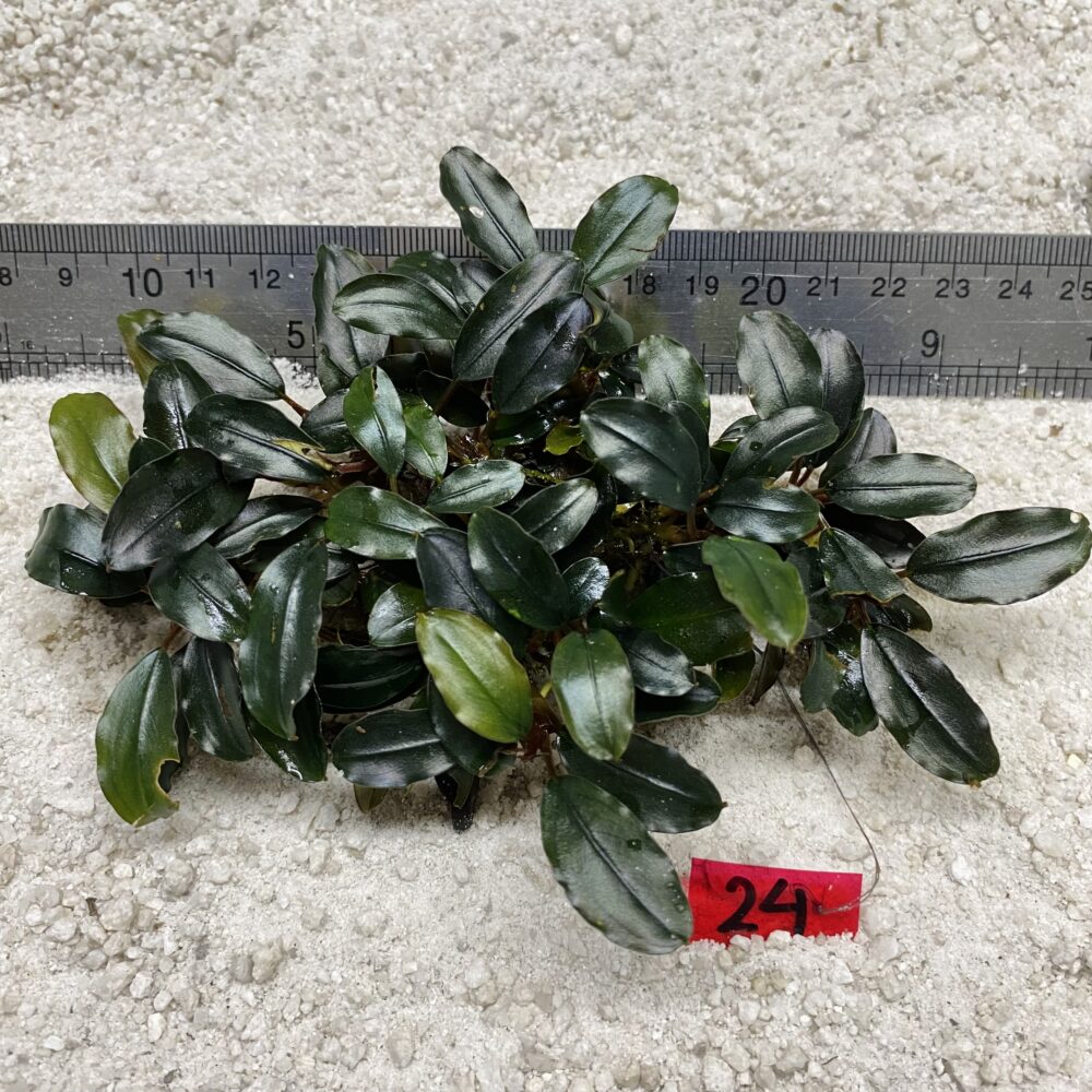 Wavy Green 24